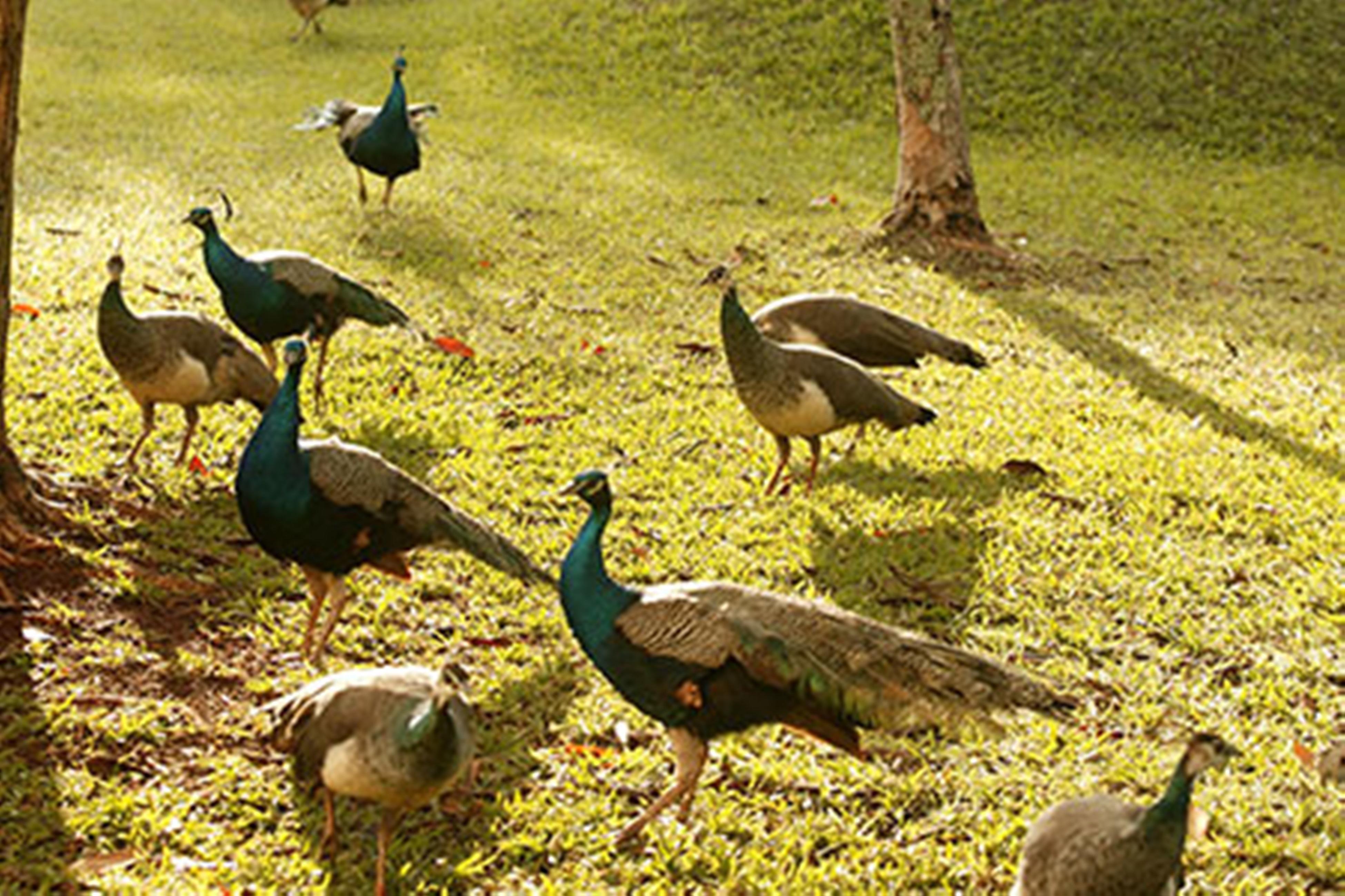 Bourbon Thermas Eco Resort Cataratas Do Iguacu Foz do Iguaçu Exterior foto Peafowl