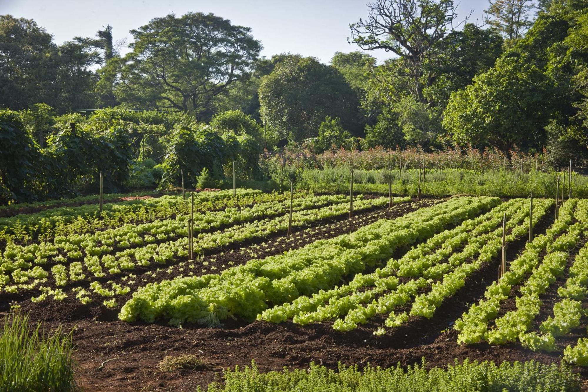 Bourbon Thermas Eco Resort Cataratas Do Iguacu Foz do Iguaçu Exterior foto Lettuce growing in the UK
